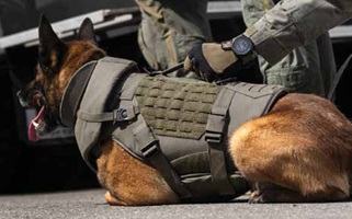 K9 Armor P7K9 vest on K9