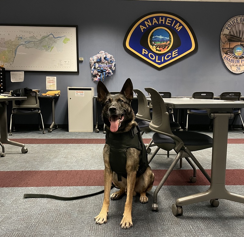 Smiles from Anaheim Police K9 Leo