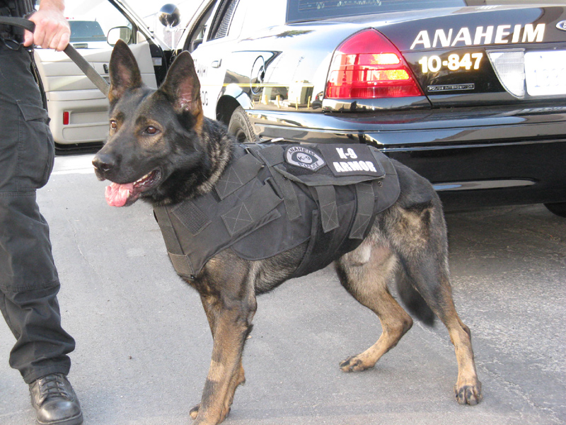 K-9 Armor is proud to protect Anaheim PD K9 Ares