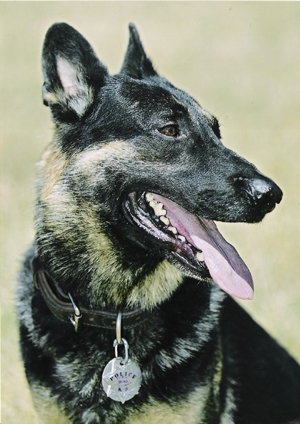 In loving memory of K9 Boss, Fairfax PD