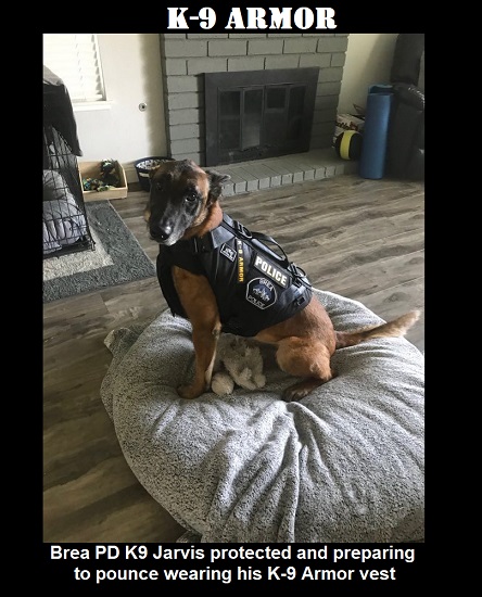 Brea PD K9 Jarvis protected by his K9 Armor vest ready to pounce