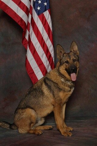 El Cerrito PD K9 King El Cerrito PD K9 King