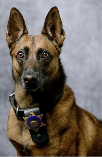 Los Angeles Sheriffs Dept Bomb Squad K9 Kara Los Angeles Sheriffs Dept Bomb Squad K9 Kara