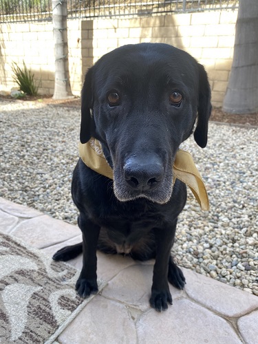 Los Angeles Sheriffs Dept Bomb Squad K9 SusieQ