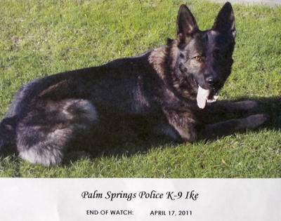 Palm Springs PD K9 Ike Palm Springs PD K9 Ike