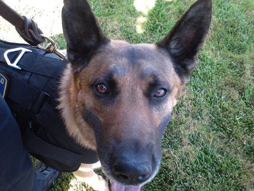 San Pablo PD K9 Argos