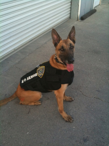 K-9 ARMOR Profile Picture click to see large image of Sabre, Richmond PD  K-9 Armor dog number 20