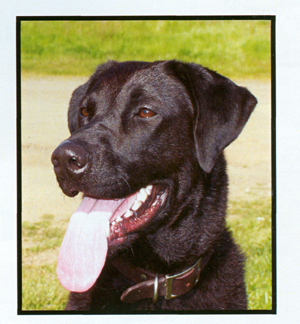 Click to see big picture of Lucy, Sonoma County Sheriff K-9