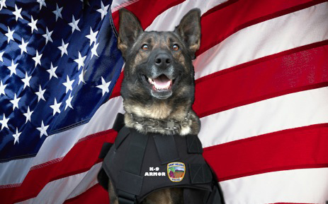 St Helena PD K9 Djino