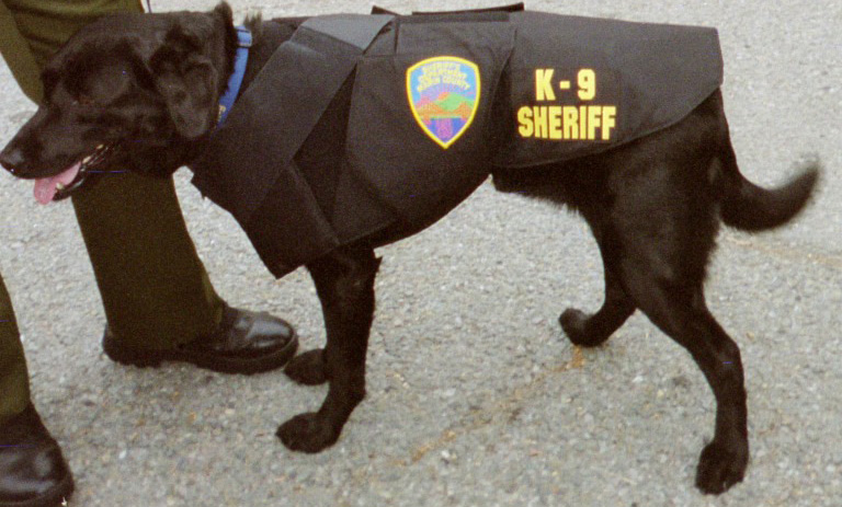 K9 Verona, Marin County Sheriff's Dept and Federal ATF