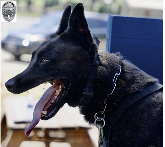 Donate to protect Chino PD K9 Bert
