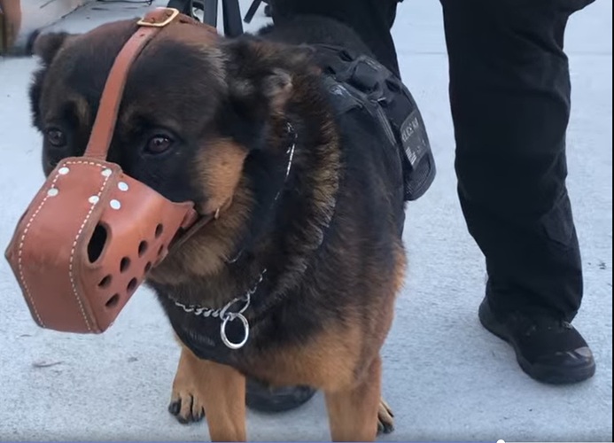 Donate to protect Los Angeles Port Police K9 Storm for Officer Suh