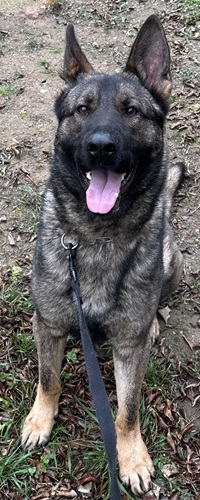Donate to protect Orange Police K9 Jax