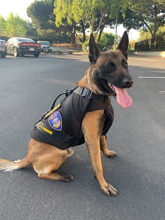 Union City PD K9
Franco vested 2019 Union City PD K9 Franco vested 2019
